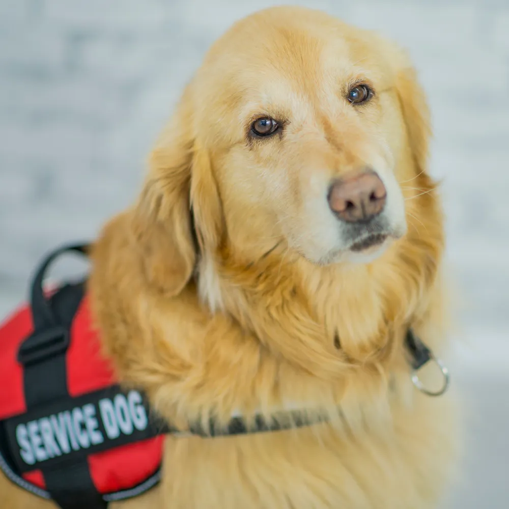 WP Anxiety and Emotional Support for Dogs in Durham, North Carolina at Caring 4 Canines Service Image 1