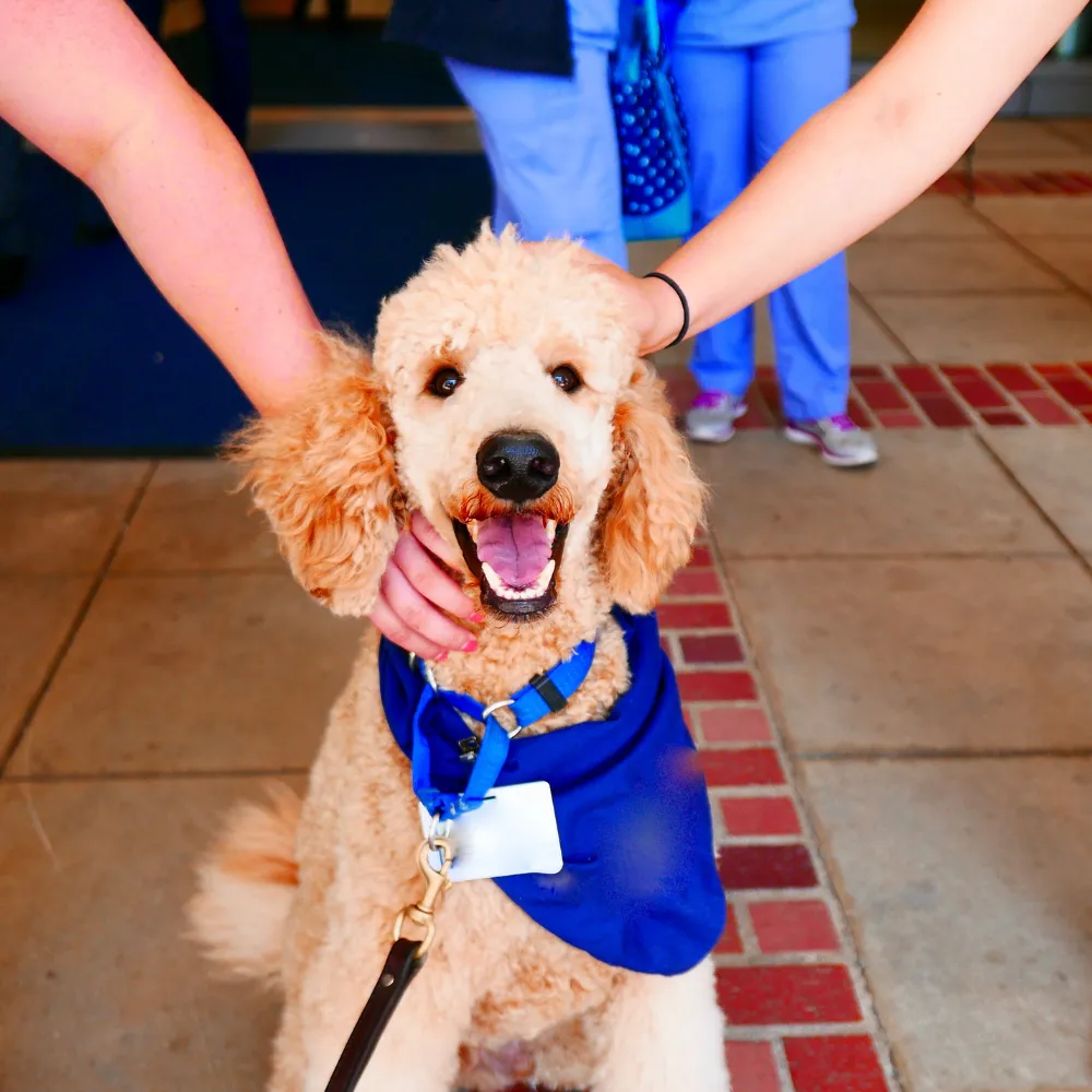 WP Anxiety and Emotional Support for Dogs in Durham, North Carolina at Caring 4 Canines Service Image 3