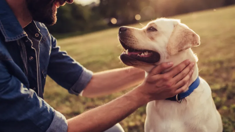 WP Caring 4 Canines Massage for Chronic Illnesses Home