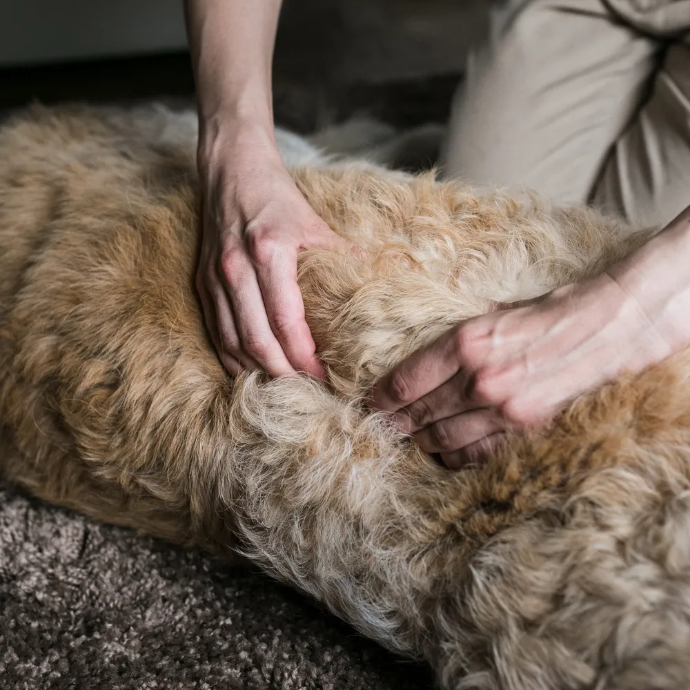 WP Caring 4 Canines Massage for InjurySurgery Recovery For Dogs in Durham, North Carolina 2