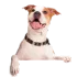 WP Caring 4 Canines Small Image of a happy dog