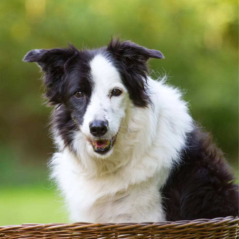 WP Compassionate Senior Care and Hospice Services for Dogs in Durham, North Carolina at Caring 4 Canines Service Image 3