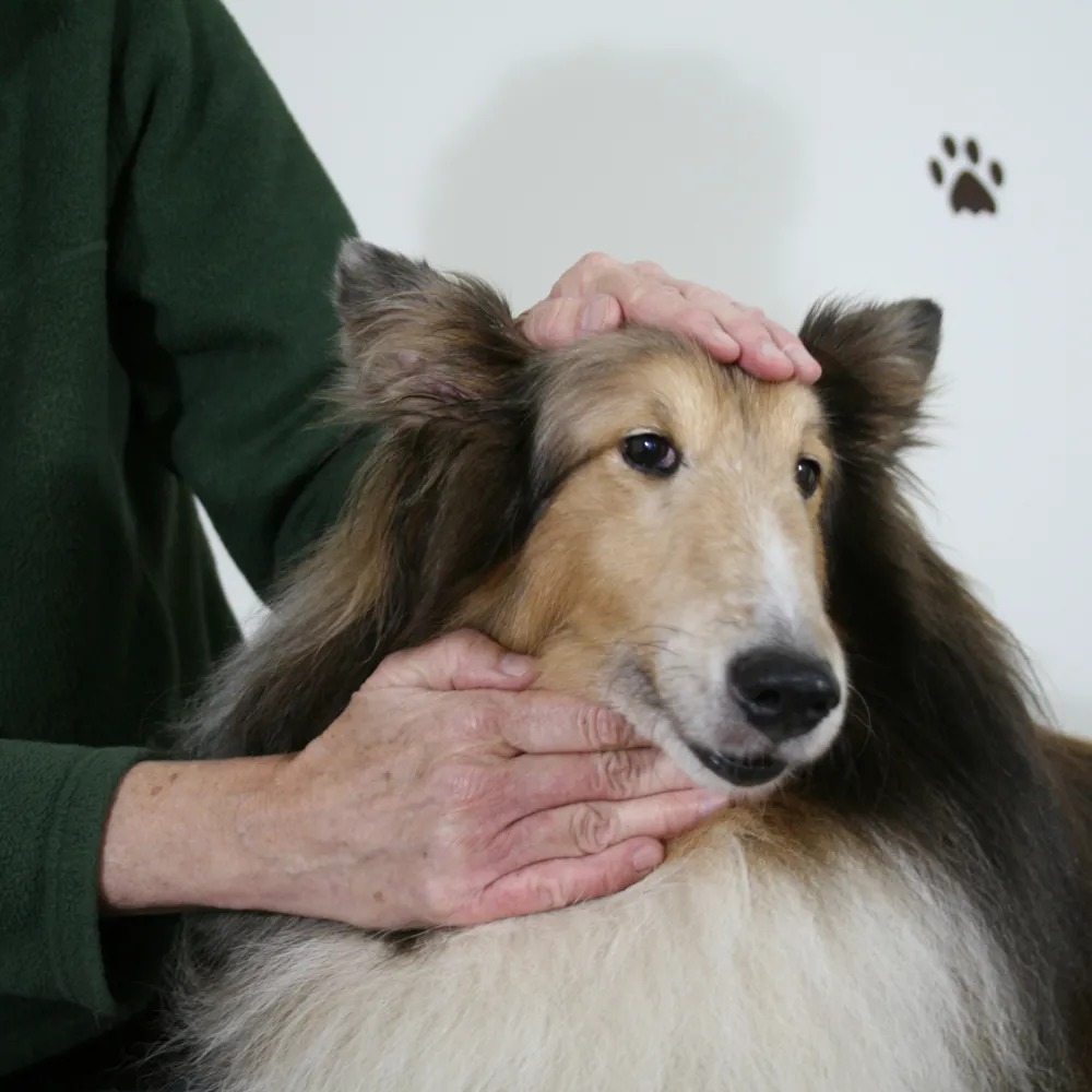 WP Reiki-for-Dogs-in-Durham-North-Carolina-at-Caring-4-Canines-Service-Image-Collie