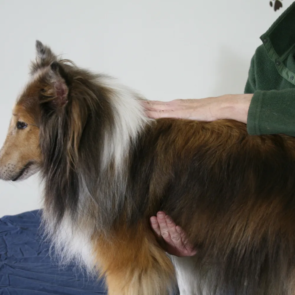 WP-Reiki-for-Dogs-in-Durham-North-Carolina-at-Caring-4-Canines-Service-Image-Collie-#2